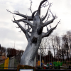 Wishing Tree – Woodhall Community Park – Rigg Arts working with local community to design this and other features in park